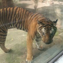 トラ。。。元気にウロウロ