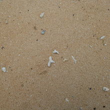 確かに砂浜には珊瑚のかけらに星砂