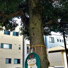 とても立派な木です。猫看板の下のほうは絵馬を飾ってありました