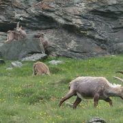 氷河や壮大な山岳風景以外にも、野生の動物達も楽しめます