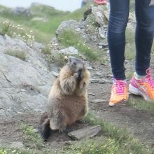 マーモットは、観光客の足元にも寄ってきます