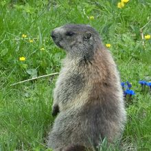 可愛いですね！