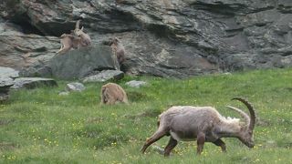 氷河や壮大な山岳風景以外にも、野生の動物達も楽しめます