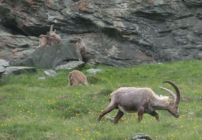 氷河や壮大な山岳風景以外にも、野生の動物達も楽しめます