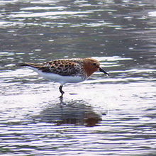 夏羽のトウネン