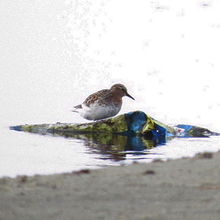 夏羽のトウネン
