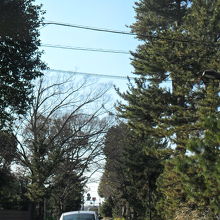 冬だからか排気ガスのせいか、葉っぱが茶色くみえました。