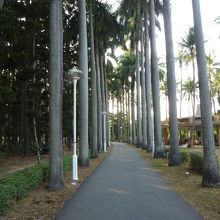 台南公園 散歩道