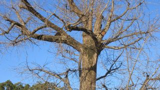 立派に成長しましたが・・・