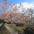 1月１８日もう熱海桜が咲いています。