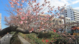 1月１８日もう熱海桜が咲いています。