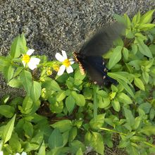 公園では様々な種類の蝶が見られました