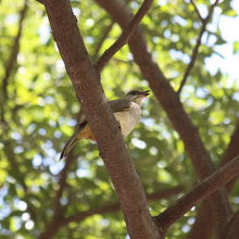 ミミジロヒヨドリ 