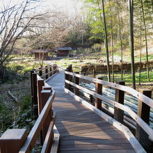 わさび田より、湧水の森内を望みます