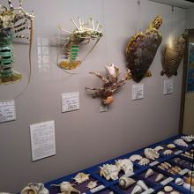 第2展示室の生物の展示