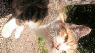 正月前の唐津城