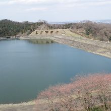 もうすぐ桜が開花