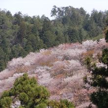 ピンクのグラデーション