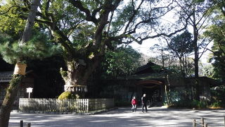 樹齢１０００年