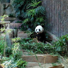 パンダ