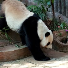 パンダ