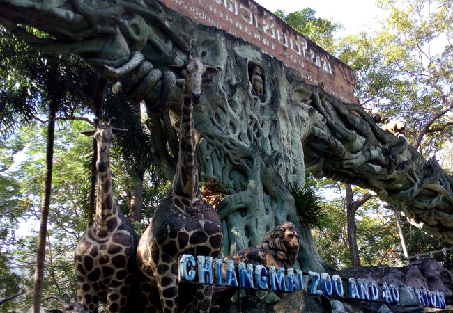 「Chiang Mai Zoo」で、パンダをじっくり見て来ました。