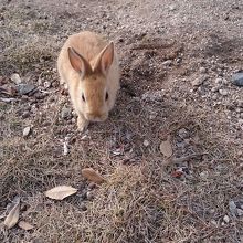 うさぎがたくさん By ちぽろ 大久野島 うさぎ島 のクチコミ フォートラベル