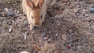 うさぎがたくさん By エゾモンママ 大久野島 うさぎ島 のクチコミ フォートラベル