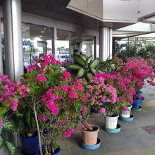 ターミナルの外に出ると南国らしい雰囲気が