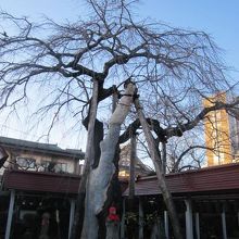 花が咲くとさぞ綺麗でしょうね！