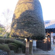 何か、凄く可愛いくも見える木ですね( ´∀｀ )。