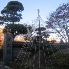 仙台でも雪吊りをするところが時々見られます