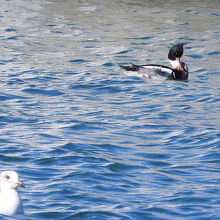ウミアイサ♂ ＆ ｶﾓﾒ若鳥