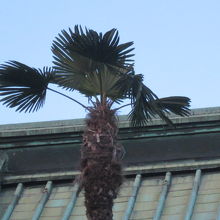 凄く南国テイストを感じてしまいますね( ´∀｀ )。