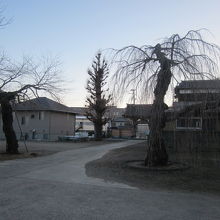 こんな感じで、色々な木が植えられていました