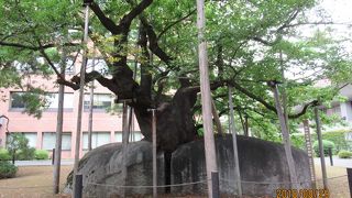 盛岡のシンボルです