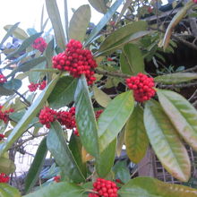 縁起物とされる南天も植栽されていました