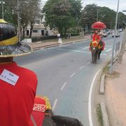 スリルのある象乗り体験