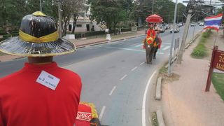 スリルのある象乗り体験