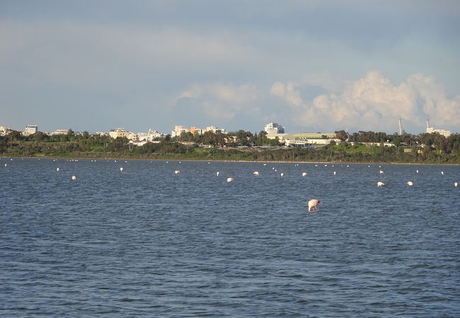 ラルナカの塩湖