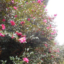 花も多少咲いていた