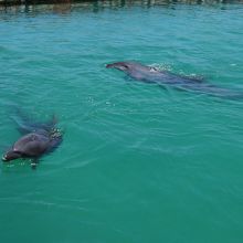 沢山イルカがいます