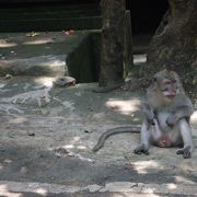 サルの楽園