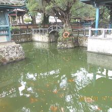 池には鯉が泳いでいます。