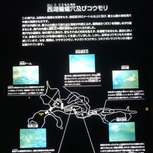 洞窟内の地図