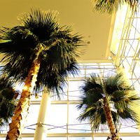 レストラン　カフェトスカの店内に植えられているヤシの木