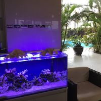 フロント周囲の水槽