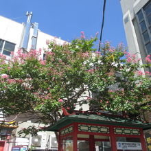 たくさんの人でにぎわっています