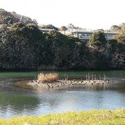 野鳥が手軽に観測できる公園