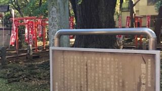 鬼子母神堂前にある巨木